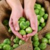 Brussels Sprouts in a burlap bag