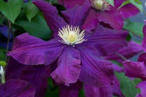Large Purple Clematis Flower