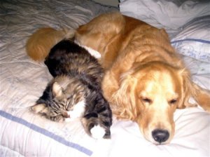 Oliver and Oscar, Dog and Cat, Laying on the Bed Together