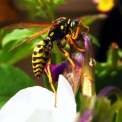 Yellow Jacket on Flower