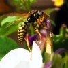 Yellow Jacket on Flower