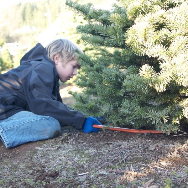 Saving Money on a Christmas Tree ThriftyFun