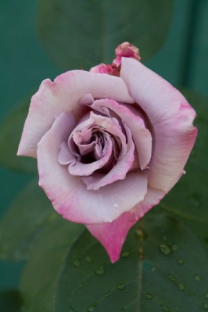 Closeup of Lavender Rose