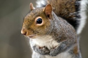 Closeup of Gray Squirrel