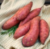 Sweet potatoes lying on a towel.