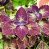 Purple and green coleus.