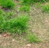 Patchy unhealthy lawn.