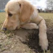 Photo of a puppy digging.
