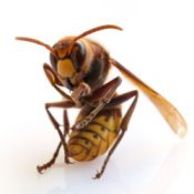 a yellow and black wasp