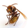 a yellow and black wasp