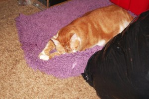 Cornelius the Cat on Purple Pet Bed