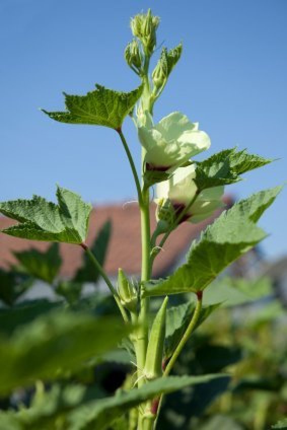 okra flower