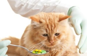 Giving a Cat a Pill, Vet Giving Spoonfull of Pills to Cat