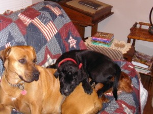 Penny, Luna and Myla Sleeping on a Couch 