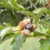 Opening Chestnut on Tree