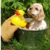 Grooming Your Dog, Cocker puppy in a tub with a rubber duckie.
