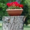 A flower pot on a tree stump.