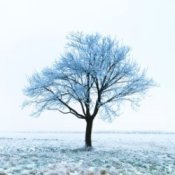 Tree Covered with frost