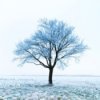 Tree Covered with frost
