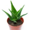 An aloe plant in a pot.