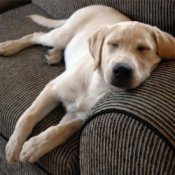 Young yellow lab napping on the couch.