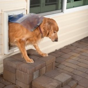 A dog using a dog door.