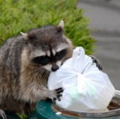 Keeping Animals Out of Your Garbage, Raccoon Scavenging Garbage