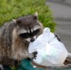 Keeping Animals Out of Your Garbage, Raccoon Scavenging Garbage