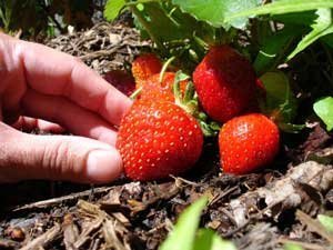 Hand Picking Ripe Strawberry