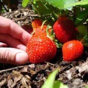Hand Picking Ripe Strawberry