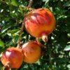 Pomegranates on a Tree