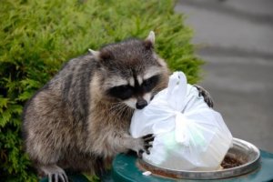 Raccoon looking for goodies in a waste bin