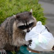 Raccoon looking for goodies in a waste bin