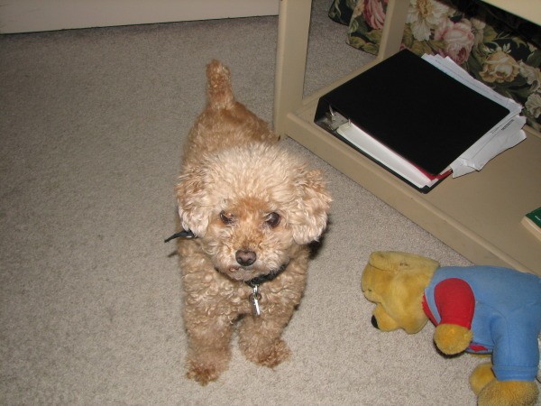 Chloe the Poodle Looking up at Camera