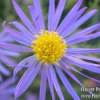 Photo of an aster flower.