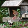 Birds at bird feeder.