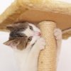 Cat Scratching at Rope Covered Post