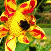 Large Fuzzy Bumblebee on Yellow and Red Blossom
