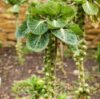 Brussel sprouts.