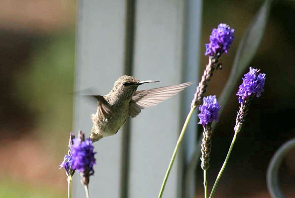 Young Hummingbird at Lavender