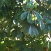Long dark green leaves, with heavy ridges and light greenish balls.