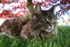 Desire the Cat Sitting Under Vine Maple Tree