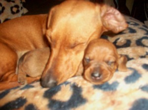 Miss Penelope the Dog