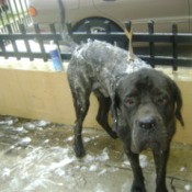 Mastiff tied out in the yard.