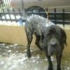 Mastiff tied out in the yard.
