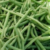Organic Green Beans
