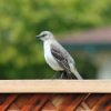 Mockingbird Visits our Garden