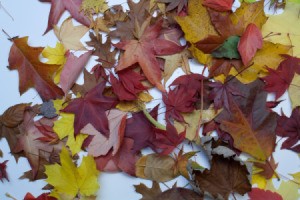 Autumn Lanterns, Drying Leaves
