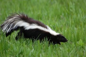Removing Skunk Smell from Books