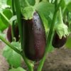 Eggplant Recipes, Eggplant growing in a garden.